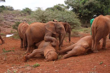 Flying Doctors Mission Trip to Kenya, Africa
